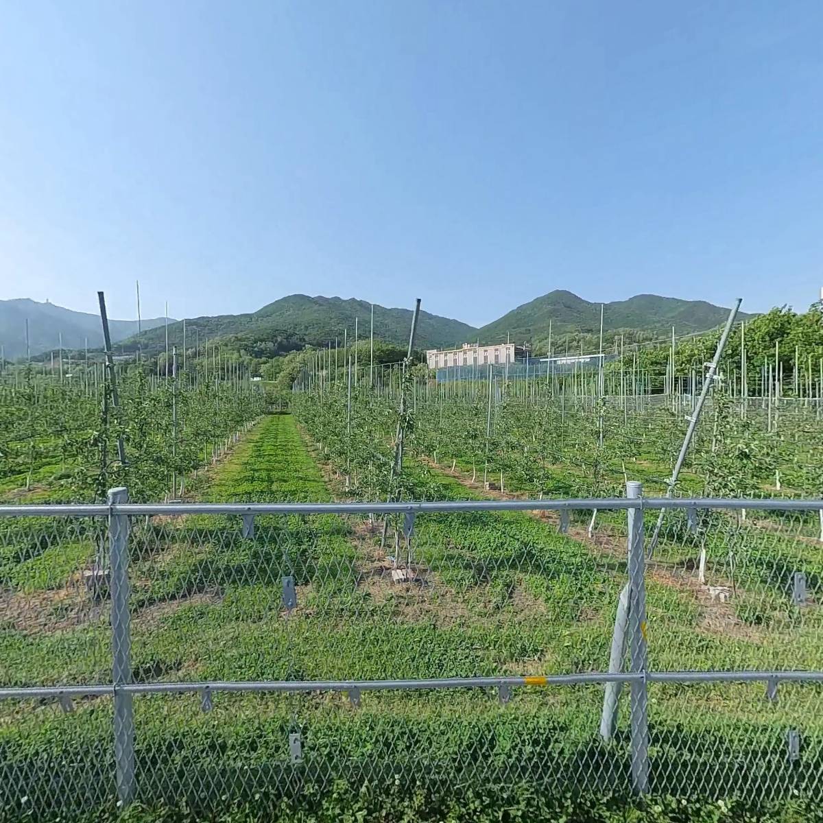 사과가 맛있는 집