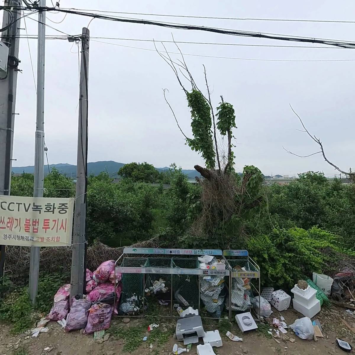 백년청우