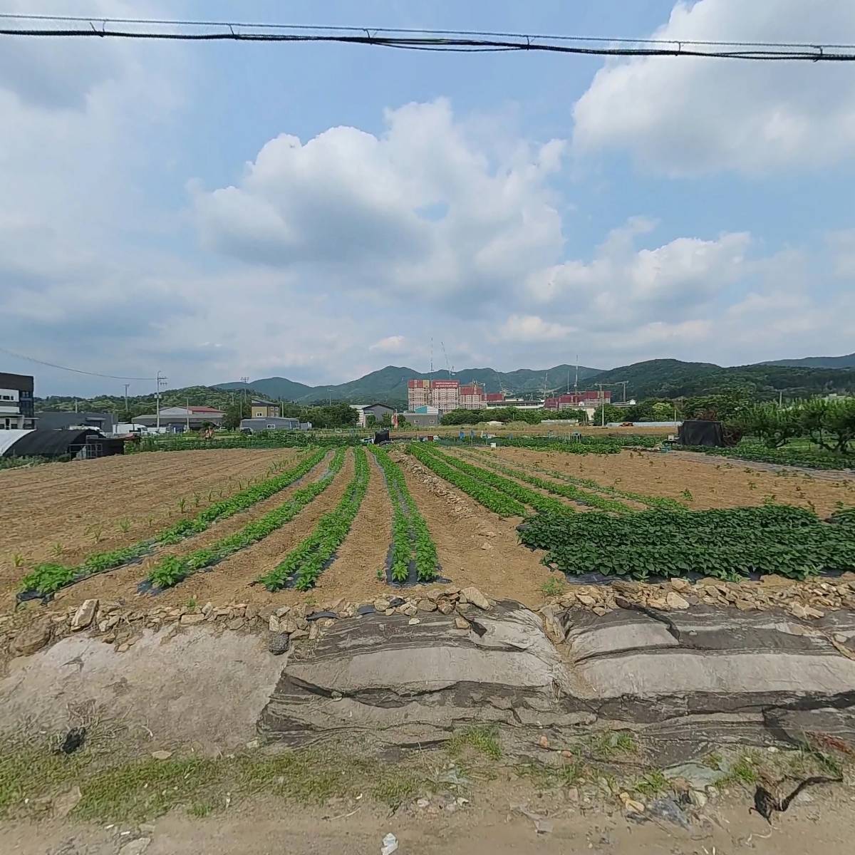 베코텍