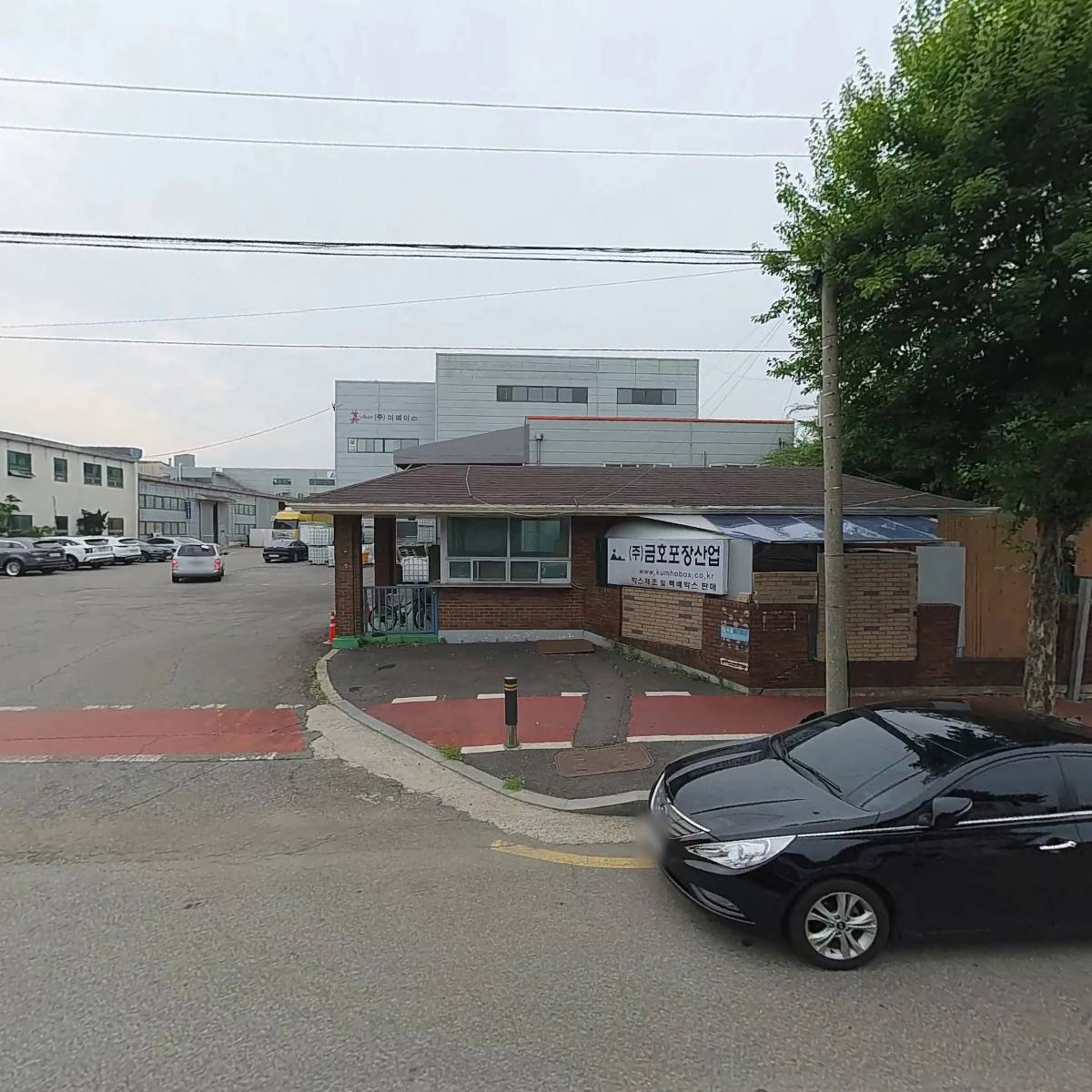 코이