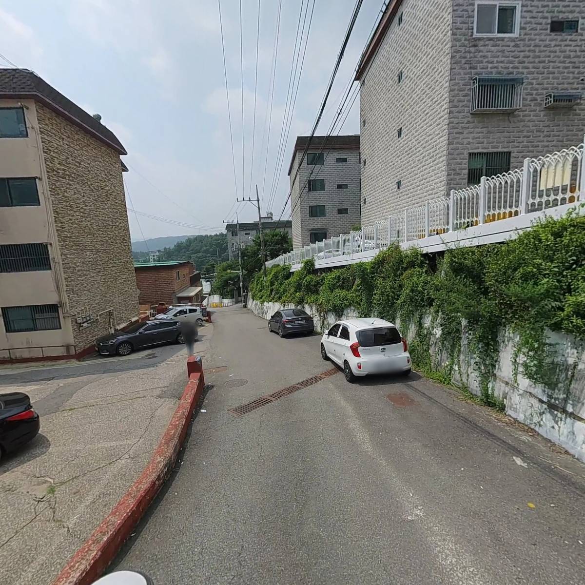 코스모스(cosmos)_2