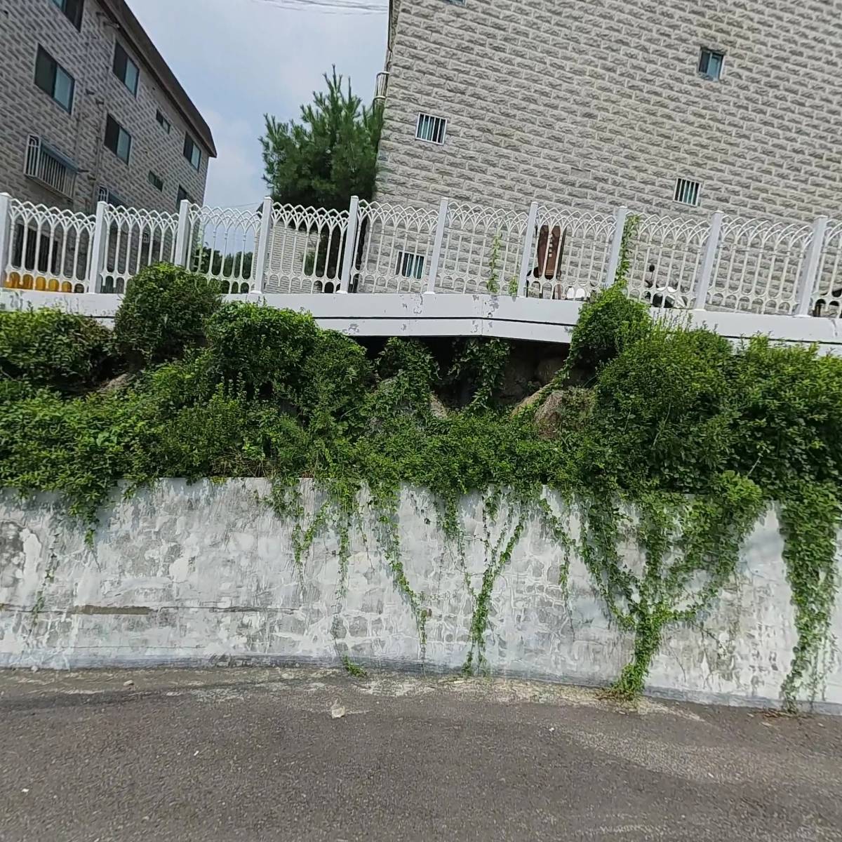 코스모스(cosmos)_3