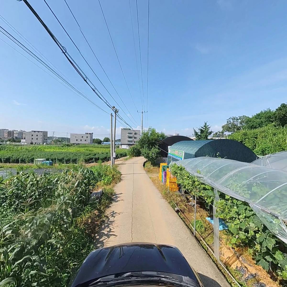 대부러브포도_4