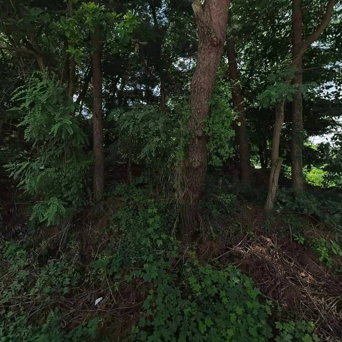 엠 펫(M pet)