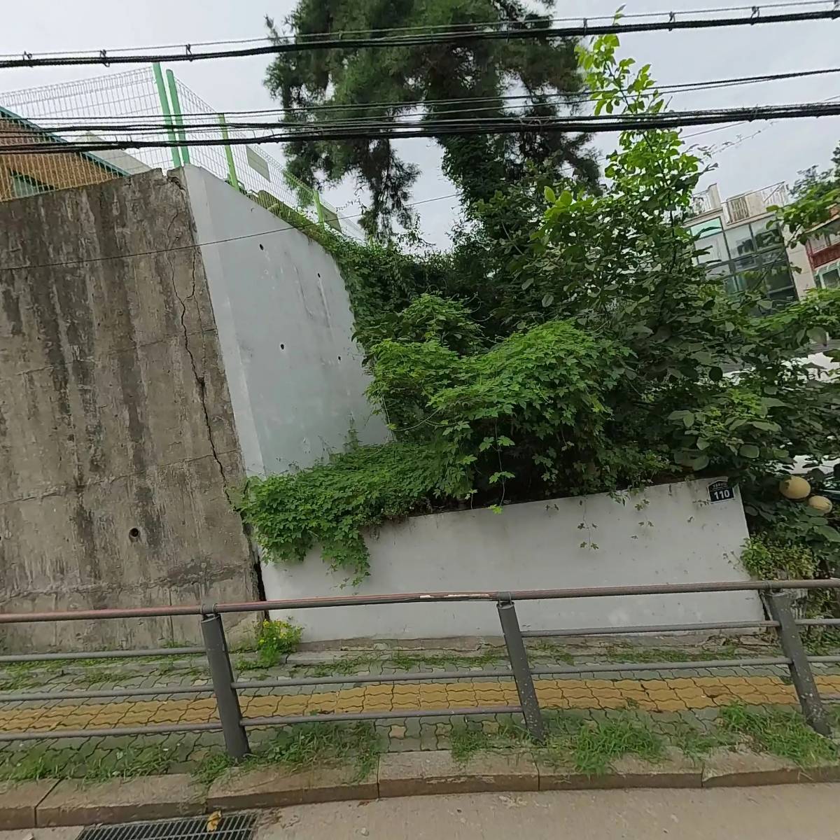 자작나무