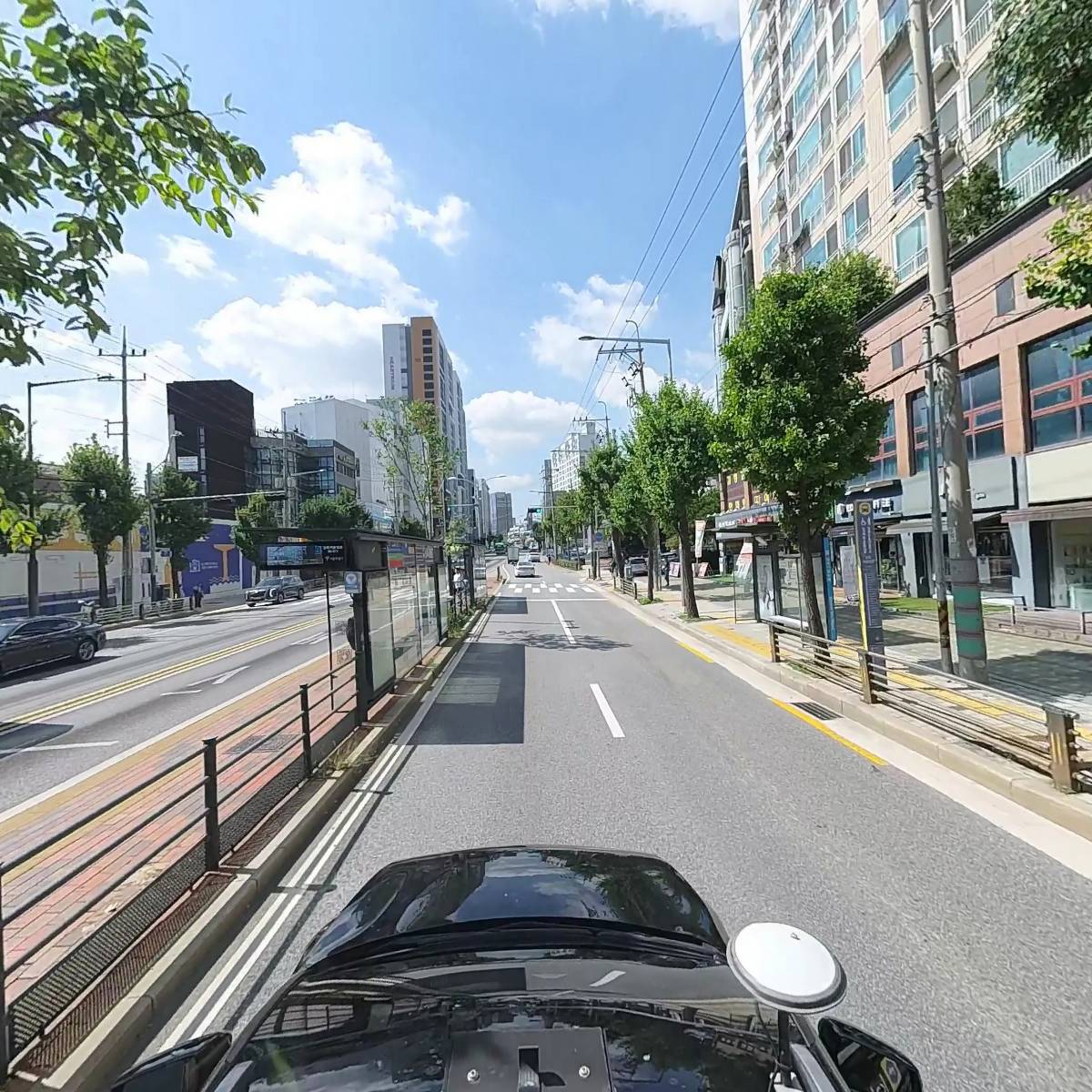 커피나무_4