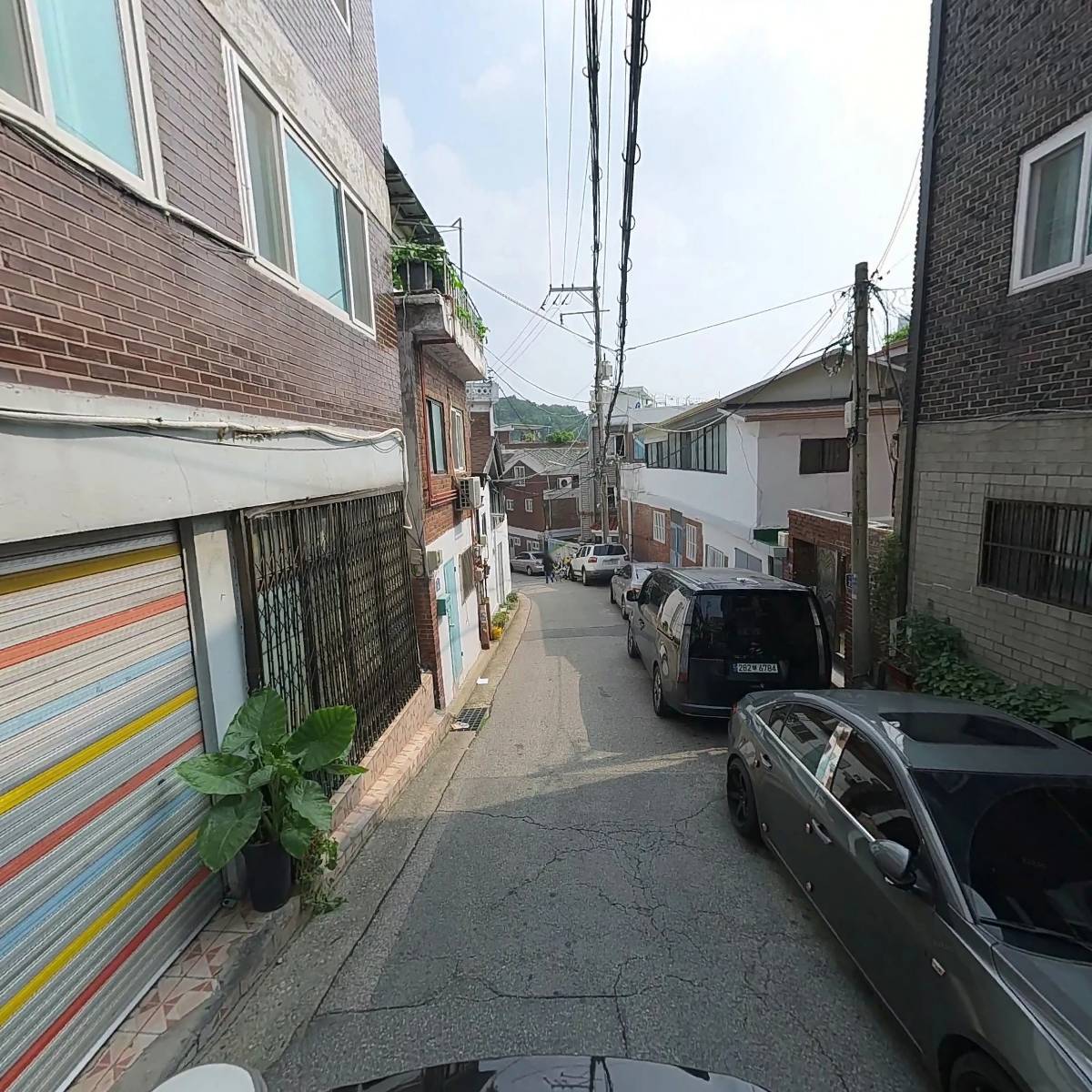 둥글레_2